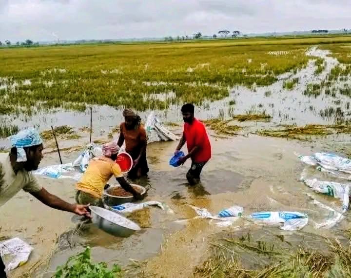 কেন্দুয়া উপজেলায় বিভিন্ন ইউনিয়নে পানিতে তলিয়ে গেছে কৃষকদের স্বপ্ন